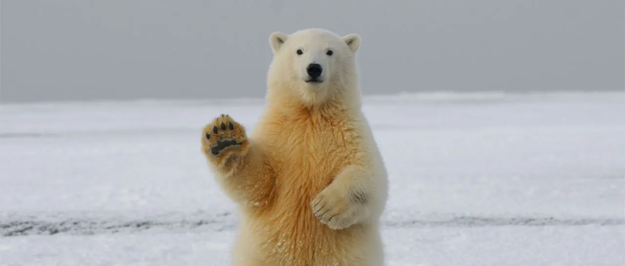 Os 10 animais mais inteligentes do mundo